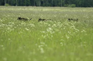 Wild boars (Sus scrofa) in long grass, Kemeri National Park, Latvia, June 2009 Wild boars (Sus scrofa) in long grass, Kemeri National Park, Latvia, June 2009
