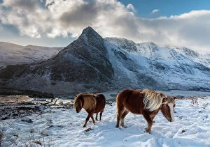 Related Images Collection: Two wild Carneddau Ponies on the snow-covered slopes of Pen yr Ole Wen