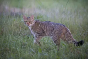 Wild cat (Felis silvestris) in grassland, Codrii Forest Reserve, Moldova, June WWE BOOK Wild cat (Felis silvestris) in grassland, Codrii Forest Reserve, Moldova, June WWE BOOK