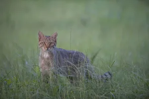Wild cat (Felis silvestris) in long grass, Codrii Forest Reserve, Moldova, June Wild cat (Felis silvestris) in long grass, Codrii Forest Reserve, Moldova, June