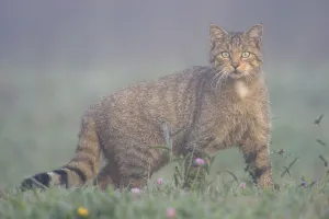 Wild Cat (Felis silvestris) in mist. Vosges, France, August Wild Cat (Felis silvestris) in mist. Vosges, France, August