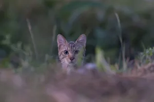 Wild cat (Felis silvestris) portrait, Codrii Forest Reserve, Moldova, June Wild cat (Felis silvestris) portrait, Codrii Forest Reserve, Moldova, June