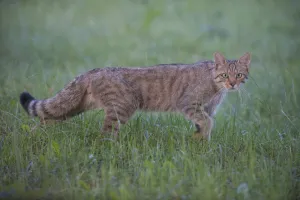 Wild cat (Felis silvestris) walking, Codrii Forest Reserve, Moldova, June Wild cat (Felis silvestris) walking, Codrii Forest Reserve, Moldova, June