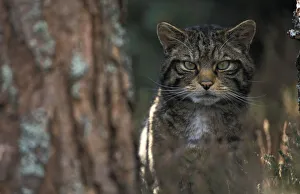 Wild cat in pine forest {Felis silvestris} Cairngorms NP, Scotland, UK Wild cat in pine forest {Felis silvestris} Cairngorms NP, Scotland, UK