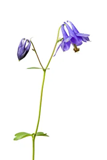 Wild columbine (Aquilegia vulgaris) in flower, Queyras Natural Park, France, May 2009 Wild columbine (Aquilegia vulgaris) in flower, Queyras Natural Park, France, May 2009
