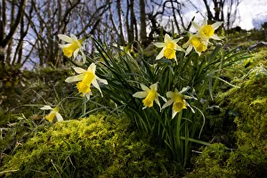 Wild daffodil {Narciccus pseudonarcissus} flowering in hazel woodland, Peak District National Park Wild daffodil {Narciccus pseudonarcissus} flowering in hazel woodland, Peak District National Park