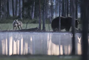 Wild Eurasian brown bear (Ursus arctos) and a European Grey wolf (Canis lupus) at waters edge Wild Eurasian brown bear (Ursus arctos) and a European Grey wolf (Canis lupus) at waters edge