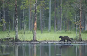 Wild Eurasian wolverine (Gulo gulo) walking along waters edge, Kuhmo, Finland, July 2008 Wild Eurasian wolverine (Gulo gulo) walking along waters edge, Kuhmo, Finland, July 2008
