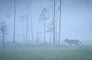 Wild European Grey wolf (Canis lupus) silhoutted in mist, Kuhmo, Finland, July 2008 Wild European Grey wolf (Canis lupus) silhoutted in mist, Kuhmo, Finland, July 2008
