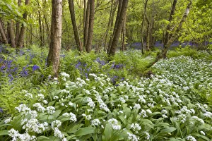 Wild garlic / Ramsons / Bear Garlic (Allium ursinum) and Bluebells (Endymion nonscriptus) Wild garlic / Ramsons / Bear Garlic (Allium ursinum) and Bluebells (Endymion nonscriptus)