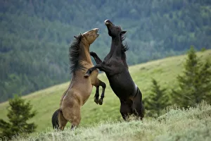 Wild horse / mustang (Equus caballus) two young mustangs play-fighting in the Pryor Mountains Wild horse / mustang (Equus caballus) two young mustangs play-fighting in the Pryor Mountains