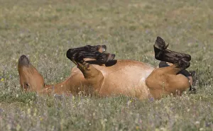 Wild horse / mustang, mare rolling, Pryor Mountains, Montana, USA, July Wild horse / mustang, mare rolling, Pryor Mountains, Montana, USA, July