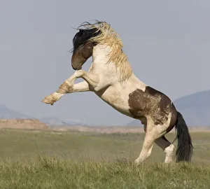 Wild Horse / Mustang pinto stallion rearing, McCullough Peaks Herd Area, Cody, Wyoming Wild Horse / Mustang pinto stallion rearing, McCullough Peaks Herd Area, Cody, Wyoming