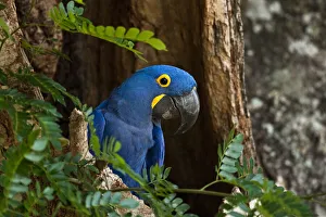 Wild Hyacinth macaw (Anodorhynchus hyacinthimus) Pantanal. Brazil. Endangered, July Wild Hyacinth macaw (Anodorhynchus hyacinthimus) Pantanal. Brazil. Endangered, July