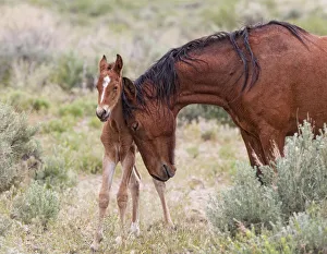 A wild newborn colt (Equus caballus) standing up being nuzzled by its mother. Foothills of Reno A wild newborn colt (Equus caballus) standing up being nuzzled by its mother. Foothills of Reno