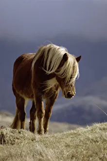 Wild pony {Equus caballus} Isle of Rhum, Inner Hebrides, Scotland Wild pony {Equus caballus} Isle of Rhum, Inner Hebrides, Scotland