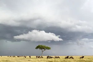 Wildebeest (Connochaetes taurinus) herd below stormy sky during migration, Masai-Mara game reserve Wildebeest (Connochaetes taurinus) herd below stormy sky during migration, Masai-Mara game reserve