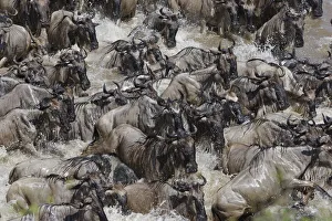 Wildebeest (Connochaetes taurinus) migration, herd crossing the Mara river, Masai-Mara Game Reserve Wildebeest (Connochaetes taurinus) migration, herd crossing the Mara river, Masai-Mara Game Reserve