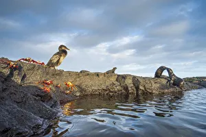Wildlife on the coast of Cape Hammond including Galapagos flightless cormorant Wildlife on the coast of Cape Hammond including Galapagos flightless cormorant
