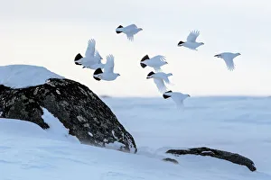 Willow grouse (Lagopus lagopus) flock in flight, Taymyr Peninsula, Siberia, Russia Willow grouse (Lagopus lagopus) flock in flight, Taymyr Peninsula, Siberia, Russia