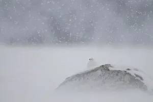 Willow grouse (Lagopus lagopus) on rock in snow, Dovrefjell National Park, Norway Willow grouse (Lagopus lagopus) on rock in snow, Dovrefjell National Park, Norway