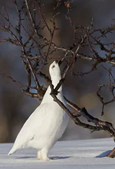 Willow grouse / Ptarmigan (Lagopus lagopus) pecking twig, Utsjoki, Finland, April Willow grouse / Ptarmigan (Lagopus lagopus) pecking twig, Utsjoki, Finland, April