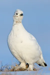 Willow grouse / ptarmigan (Lagopus lagopus) Agapa River, Taimyr Peninsula, Siberia Willow grouse / ptarmigan (Lagopus lagopus) Agapa River, Taimyr Peninsula, Siberia