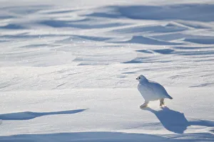 Willow grouse / Willow Ptarmigan (Lagopus lagopus) in winter plumage. Wapusk National Park Willow grouse / Willow Ptarmigan (Lagopus lagopus) in winter plumage. Wapusk National Park
