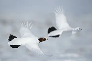 Willow ptarmigan (Lagopus lagopus) two in flight, Taymyr Peninsula, Siberia, Russia. May Willow ptarmigan (Lagopus lagopus) two in flight, Taymyr Peninsula, Siberia, Russia. May