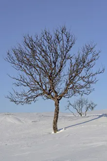 Willow ptarmigan (Lagopus lagopus) resting in snow, Taymyr Peninsula, Siberia, Russia Willow ptarmigan (Lagopus lagopus) resting in snow, Taymyr Peninsula, Siberia, Russia
