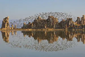 Wilsons Phalaropes (Phalaropus tricolor) flock flying over tufa formations at Wilsons Phalaropes (Phalaropus tricolor) flock flying over tufa formations at