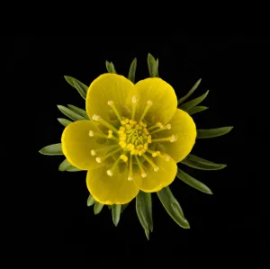 Winter aconite (Eranthis hyemalis) with ring of nectaries below stamens. Focus stacked Winter aconite (Eranthis hyemalis) with ring of nectaries below stamens. Focus stacked