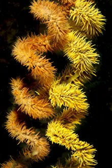 Wire coral colonies (Cirrhipathes spiralis), two spirals. Reef in Komodo area, Indonesia Wire coral colonies (Cirrhipathes spiralis), two spirals. Reef in Komodo area, Indonesia