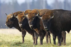 Four Wisent / Bison (Bison bonasus) standing in a row. Bialowieza Forest, Bialowieza National Park Four Wisent / Bison (Bison bonasus) standing in a row. Bialowieza Forest, Bialowieza National Park
