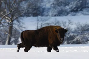 Wisent / European bison (Bison bonasus) walking through snow. Bieszczady, Carpathian Mountains Wisent / European bison (Bison bonasus) walking through snow. Bieszczady, Carpathian Mountains