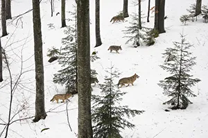 Wolf (Canis lupus) pack running in deep snow, captive in enclosure of the Bavarian Wolf (Canis lupus) pack running in deep snow, captive in enclosure of the Bavarian