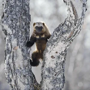Wolverine (Gulo gulo) climbing birch tree, Kamchatka, Far East Russia, April Wolverine (Gulo gulo) climbing birch tree, Kamchatka, Far East Russia, April