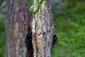 European Mustelid Species Prints: Wolverine (Gulo gulo) climbing up tree, Karbole, Halsingland, Sweden. July