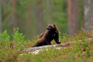 Carnivore Mammals Europe Prints: Wolverine (Gulo gulo) standing on fallen tree in boreal forest, Finland. July