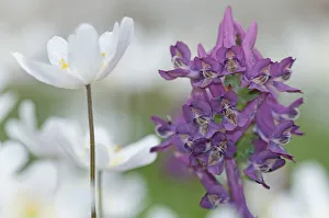 Wood anemone (Anemone nemorosa) and Corydalis flowers, (Corydalis solida) , Staatsbossen Wood anemone (Anemone nemorosa) and Corydalis flowers, (Corydalis solida) , Staatsbossen