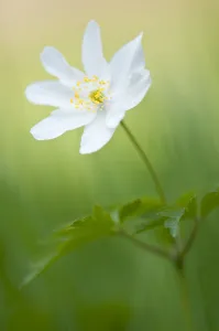 Wood anemone (Anemone nemorosa) single flower, Halsdon woodland, Devon, England, UK Wood anemone (Anemone nemorosa) single flower, Halsdon woodland, Devon, England, UK