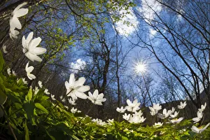 Wood Anemones (Anemone nemorosa) carpeting a woodland floor, low angle fish eye view Wood Anemones (Anemone nemorosa) carpeting a woodland floor, low angle fish eye view
