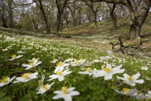 Wood anemones (Anemone nemorosa) growing in profusion on woodland floor, Scotland Wood anemones (Anemone nemorosa) growing in profusion on woodland floor, Scotland