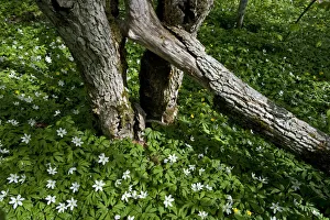 Wood anemones (Anemone nemorosa) flowering around partially fallen tree, Matsalu National Park Wood anemones (Anemone nemorosa) flowering around partially fallen tree, Matsalu National Park