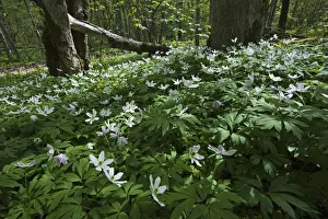 Wood anemones (Anemone nemorosa) in flower, Matsalu National Park, Estonia, May 2009 Wood anemones (Anemone nemorosa) in flower, Matsalu National Park, Estonia, May 2009