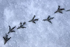 Wood pigeon (Columba palumbus) footprints in snow, Norfolk, England, March Wood pigeon (Columba palumbus) footprints in snow, Norfolk, England, March