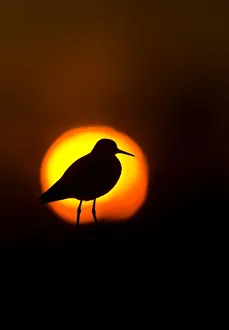 Wood sandpiper (Tringa glareola) at dusk silhouetted against setting sun, Karigasniemi Wood sandpiper (Tringa glareola) at dusk silhouetted against setting sun, Karigasniemi