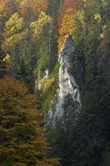 Woodland landscape in the Dambovita Valley, Piatra Craiului, Transylvania, Southern Woodland landscape in the Dambovita Valley, Piatra Craiului, Transylvania, Southern