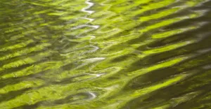 Woodland reflected on surface of river water, Finland Woodland reflected on surface of river water, Finland