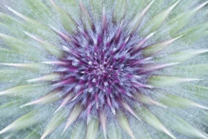 Images Dated 1st June 2011: Woolly / Spear thistle (Cirsium vulgare) close-up of flower showing unopened flowerhead